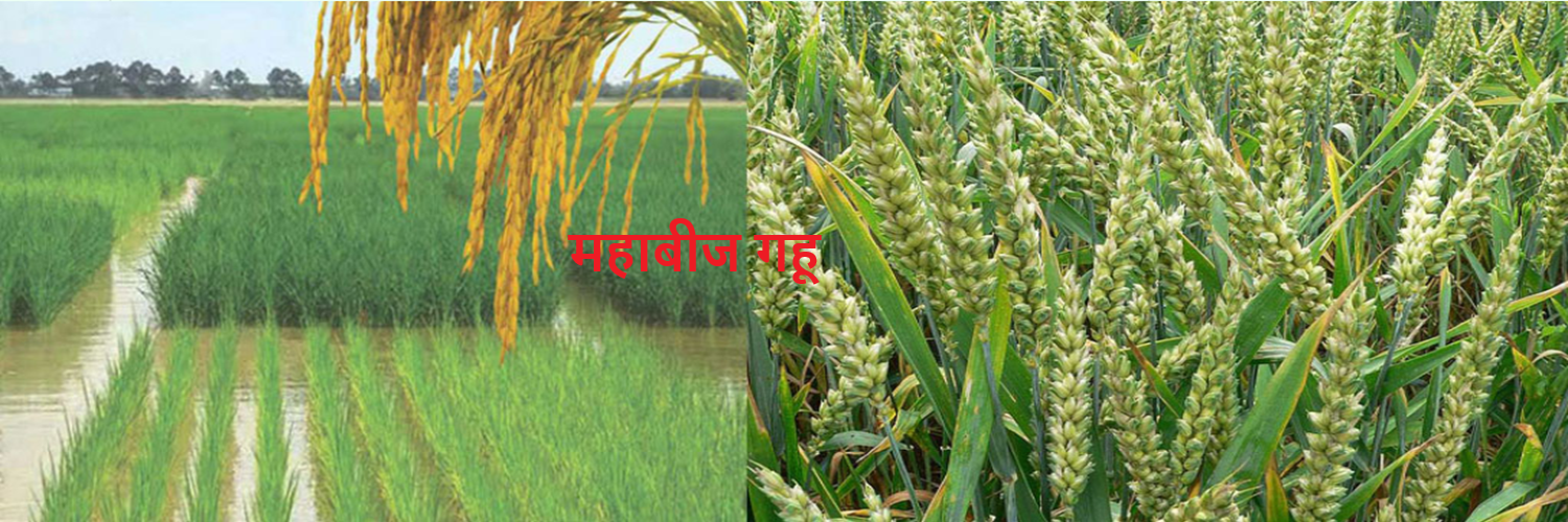 महाबीज गहू