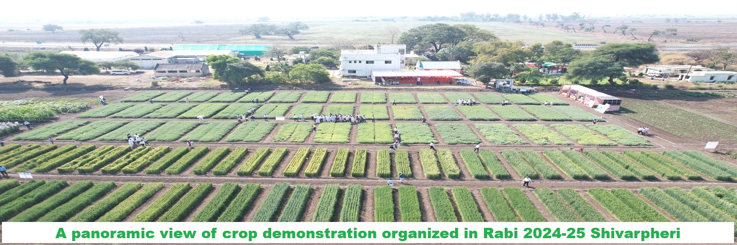 A panoramic view of crop demonstration organized in Rabi 2024-25 Shivarpheri