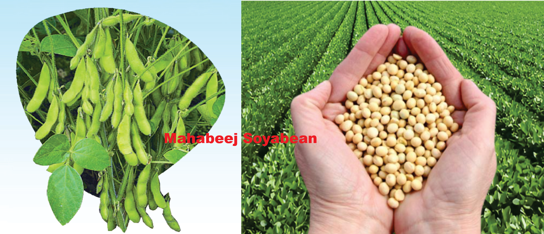 Soyabean